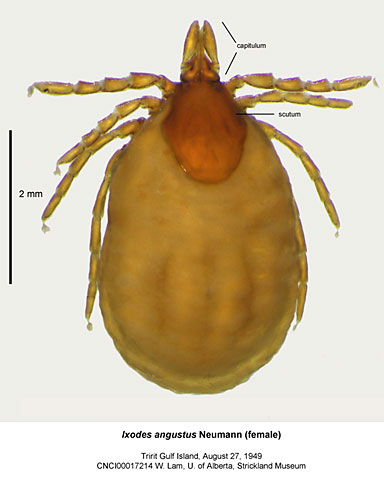 Ixodes angustus tick, known Lyme disease vector