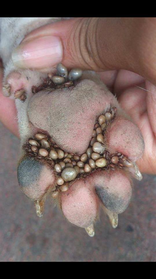 You must check your pets paws for ticks 