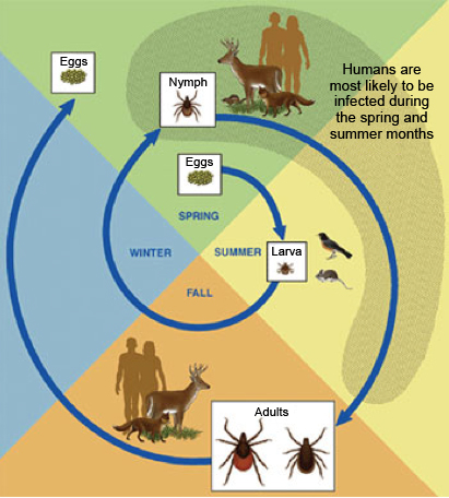 A diagram showing the lifecycle of a tick through eggs, nymph, larva, and adult stages.