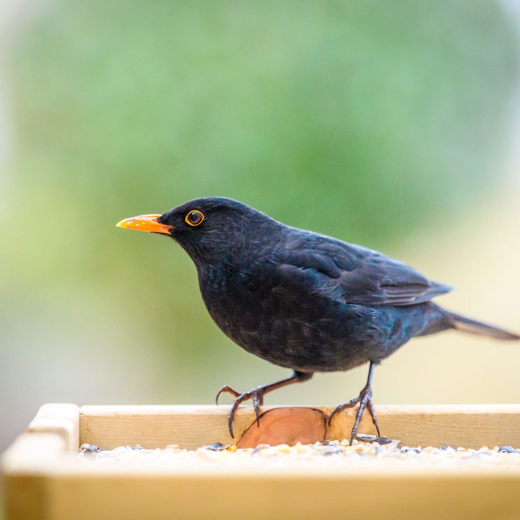 A small black bird sits on a house feeder.