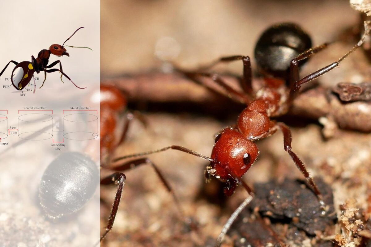 Formica oreas ants in a sandy home area, with an ant figure on top.