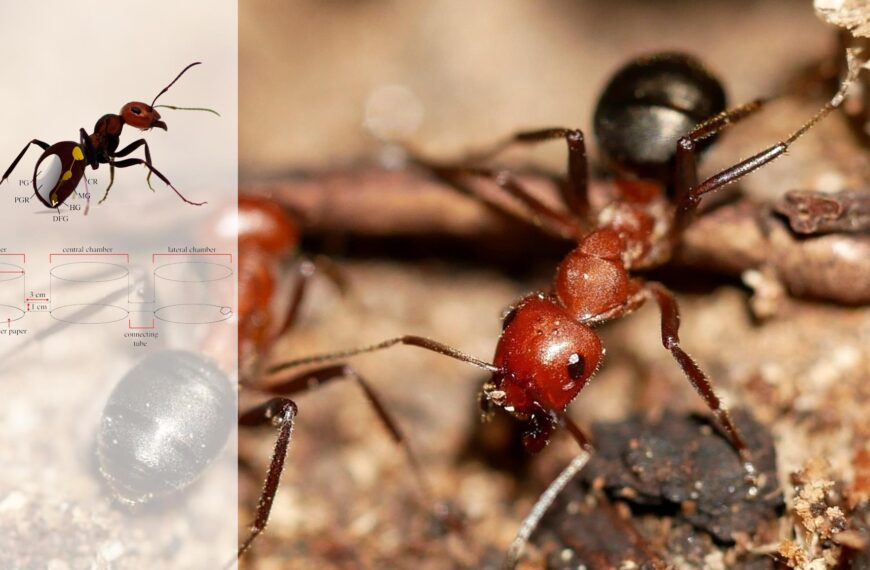 Formica oreas ants in a sandy home area, with an ant figure on top.
