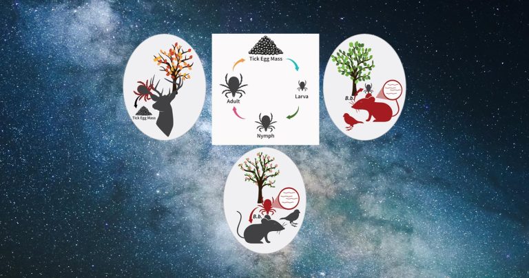 Figure illustration of transmission and life cycle of ticks, cheekily placed on top of a photo of the Milky Way galaxy.