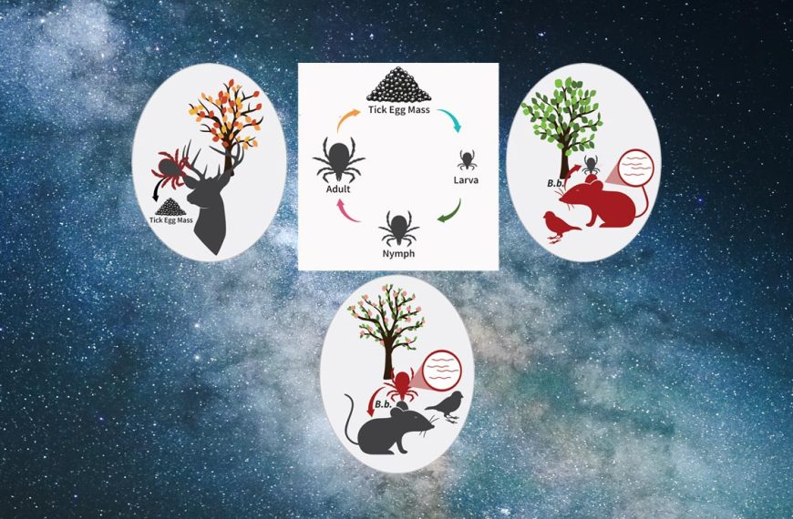 Figure illustration of transmission and life cycle of ticks, cheekily placed on top of a photo of the Milky Way galaxy.