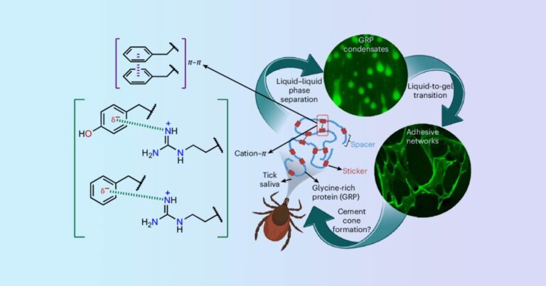 A drawn figure showing some of the various chemicals in Tick saliva and in the process of sticking.