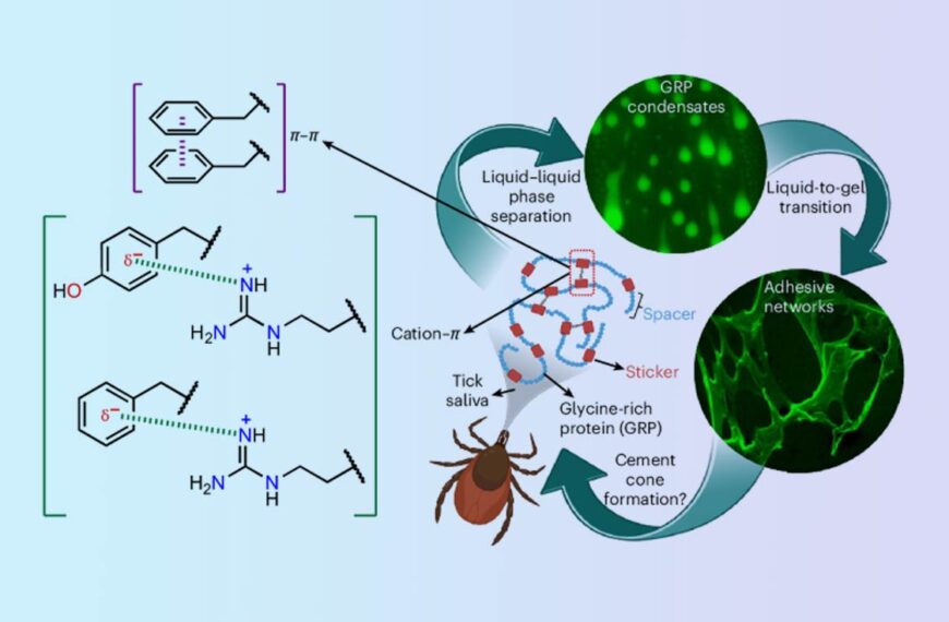 A drawn figure showing some of the various chemicals in Tick saliva and in the process of sticking.