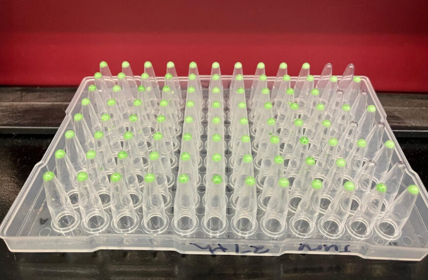DNA samples in a microtitre plate, which is widely used in biobanks for storage and screening of samples.