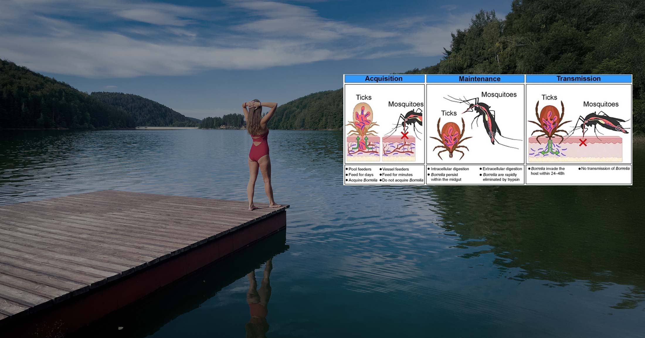 An infographic sits on top of an image of a woman on a lake dock, contemplating swimming, in her red swimsuit.