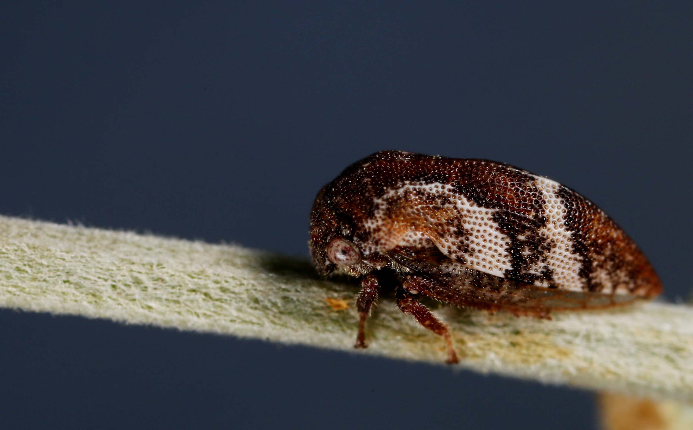 Joint Annual Meeting of the Entomological Societies of Canada and Alberta.
