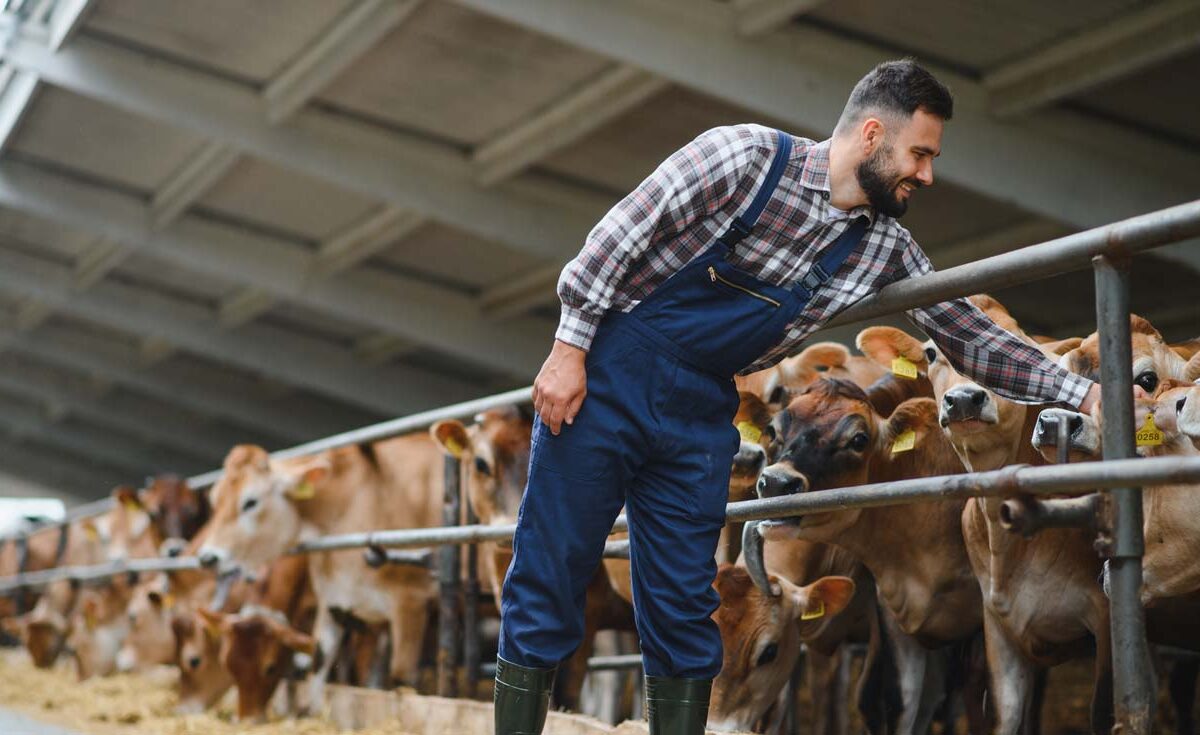 A farmer leans over a fence to give a cow a scratch on his farm.