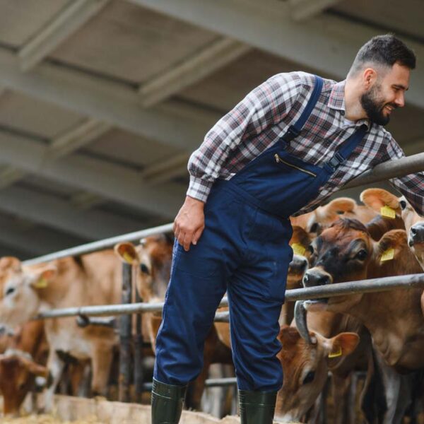 A farmer leans over a fence to give a cow a scratch on his farm.