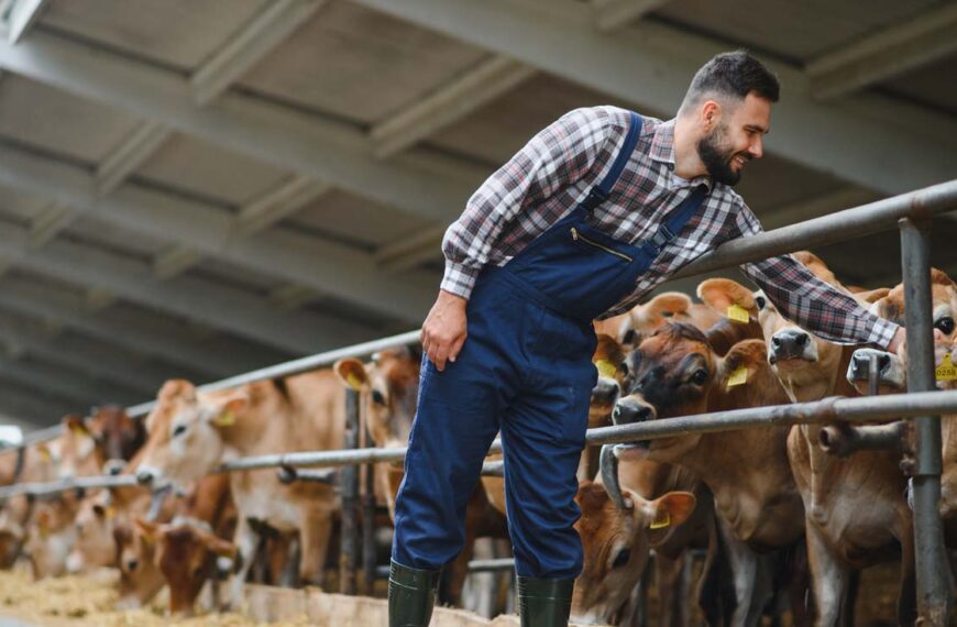 A farmer leans over a fence to give a cow a scratch on his farm.