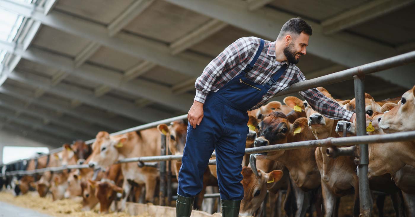 A farmer leans over a fence to give a cow a scratch on his farm.