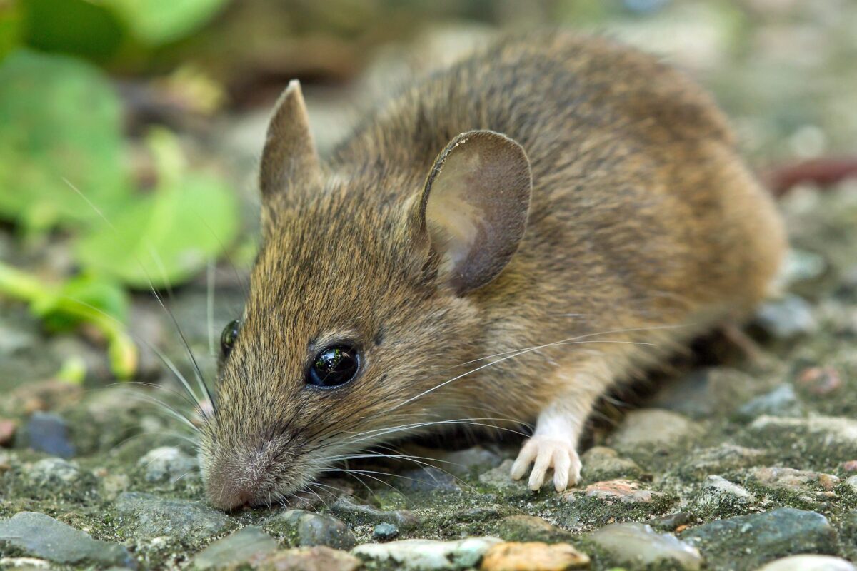 A tiny, itty bitty mouse with large ears and soft fur and gorgeous eyes, sniffs the ground.