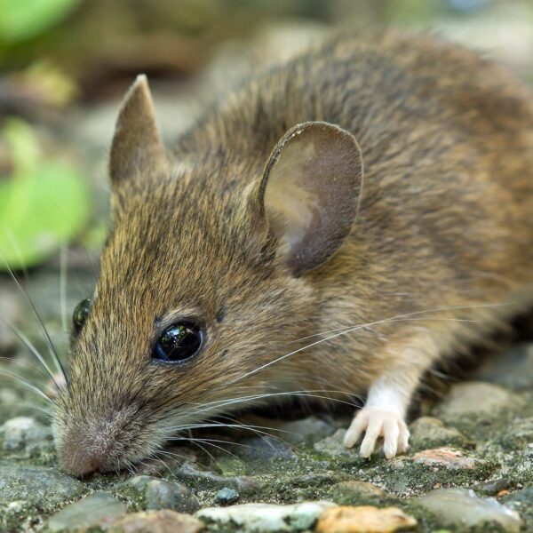 A tiny, itty bitty mouse with large ears and soft fur and gorgeous eyes, sniffs the ground.