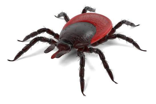 A 3D illustration of a tick with eight legs and a reddish brown back.