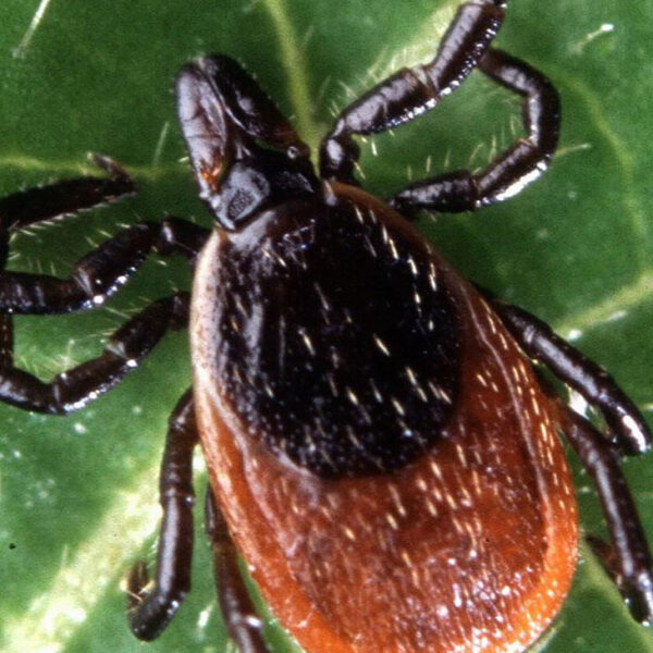Close up of an Ixodes Scapularis.