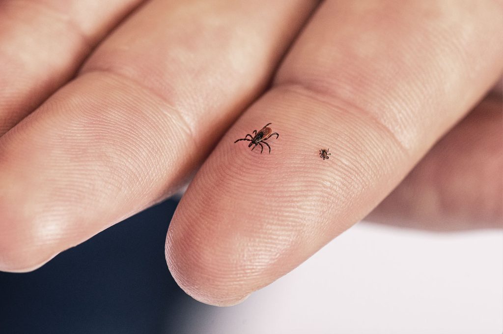 Two blacklegged ticks, Ixodes scapularis, on a person’s left index finger. On the left is an adult female and on the right is a nymph.